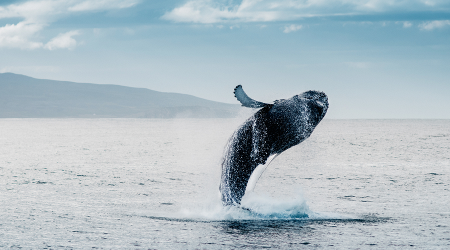 WHALE WATCHING SEASON IN LOS CABOS: WHEN TO GO & WHERE TO SEE THEM Krystal Hotels & Resorts WHALE WATCHING SEASON IN LOS CABOS: WHEN TO GO & WHERE TO SEE THEM Krystal Hotels & Resorts